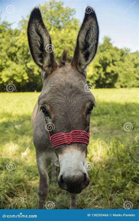 Portrait Of Donkey On The Meadow Stock Photo Image Of Nature Grass