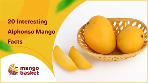 20 Interesting Alphonso Mango Facts
