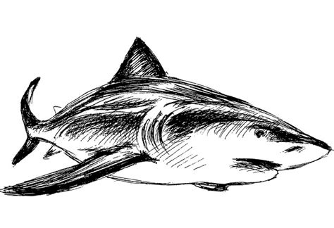 6 Little Tricks To Draw A Shark Drawing Quickly Water Animal Drawing