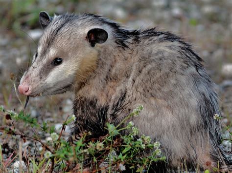 Opossum Eating Rat 20130408 This Possum Was Crossing The Flickr