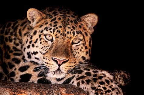 Wallpaper Face Dark Wildlife Big Cats Whiskers Leopard Jaguar