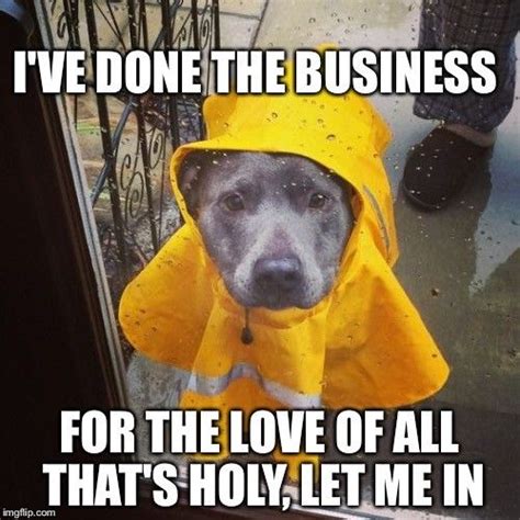 Dog Meme And Rain Happy Dogs Dog Memes Funny Dogs