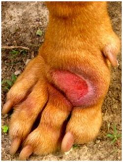 Prescribed medications can include topical sprays to help heal the hot spot and, depending on the case, the vet might recommend antibiotics to help fight the infection or steroids for. Hot Spots on Dogs : Development, Triggers, Treatment ...