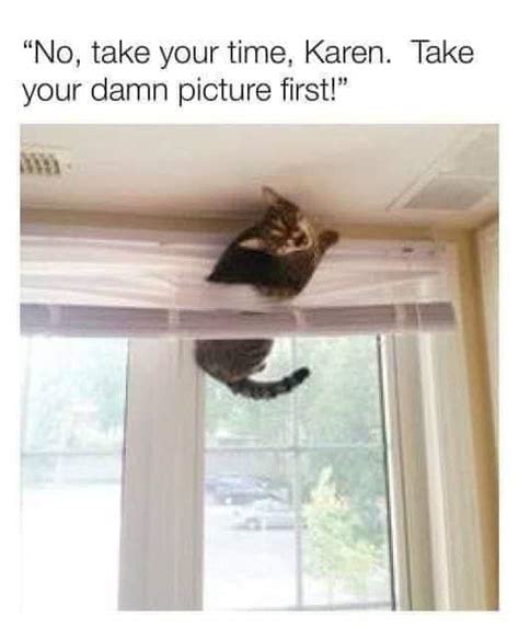 Stuck Cat Meme Chameleon Memes