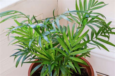 Parlor Palm Plant Care And Growing Guide