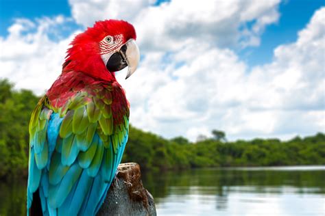 Birds Parrots Ara Genus Hd Phone Wallpaper Rare Gallery