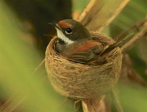 Look At This Gorgeous Little Rufous Fantail In Her Nest Image By