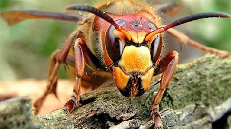 Ten Of The Most Dangerous Insects Alive Today Pointe Pest Control