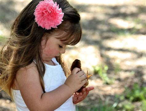 Little Girl Holding Easter Chick Free Stock Photo Public Domain Pictures