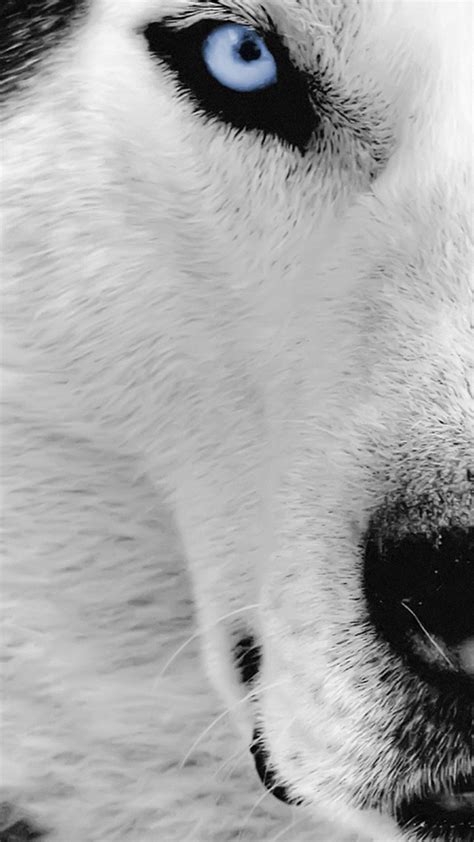 Wolf Wallpaper For Iphone 72 Images