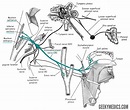 The Glossopharyngeal Nerve (CN IX) | Cranial Nerves | Geeky Medics