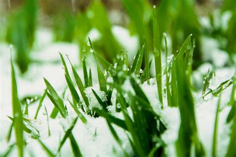 Grass In The Snow Stock Photo Image Of Grows Life Drops 70297182