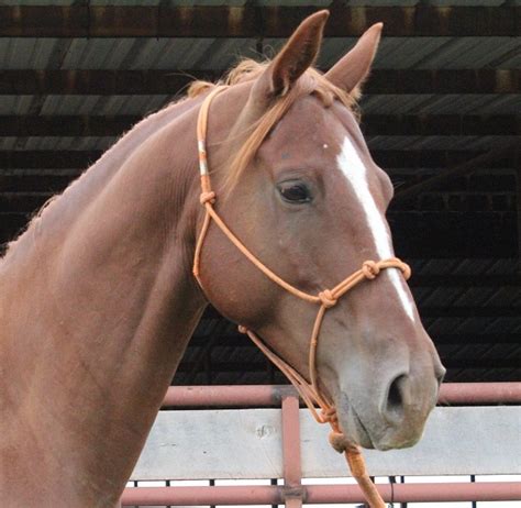 Blazes Tribute Equine Rescue Rescued Horses