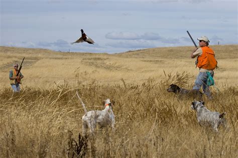 Pheasant Hunting German Shorthaired Pointer German Shorthaired