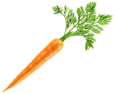 Download High Quality Carrot Clipart High Resolution Transparent Png