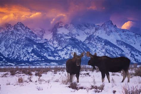 6 Reasons Why You Should Visit Wyoming In The Winter Boutique Travel Blog