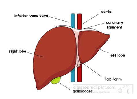Anatomy Anatomyliver Classroom Clipart Porn Sex Picture