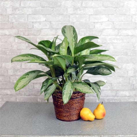 Shop.alwaysreview.com has been visited by 1m+ users in the past month bathroom plants | Low light indoor plants, Indoor plants ...