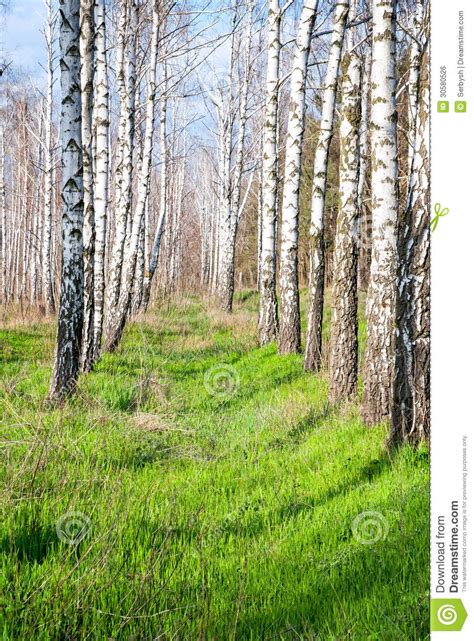 Birch Forest In The Spring Stock Photo Image Of Bright 30580526