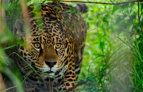 Fauna De Los Esteros Del Iberá Mundialmente Reconocida Tripin