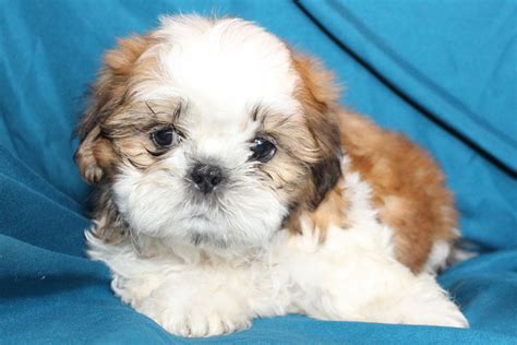 Available Shih Tzu Puppies For Sale