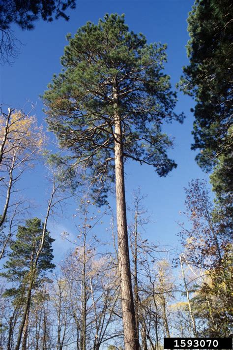 Red Pine Pinus Resinosa Pinales Pinaceae 1593070