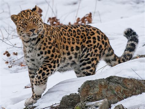 The Amur Leopard Facts Home Design Ideas