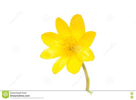 Yellow Spring Flower Isolated Stock Photo Image Of Beauty Cutout