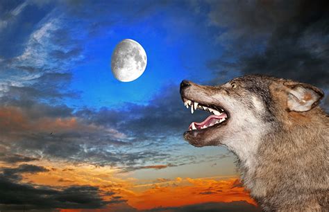 Hochwertige untersetzer zum thema cool wolf mit designs von unabhängigen künstlern. Bilder Wolf Eckzahn Mond Zähne Himmel Abend Tiere