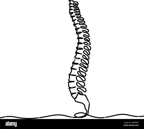 Chiropractor Spine Continuous One Line Drawing On White Background