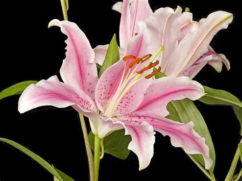 Hd Wallpapers Lily Flowers Photos