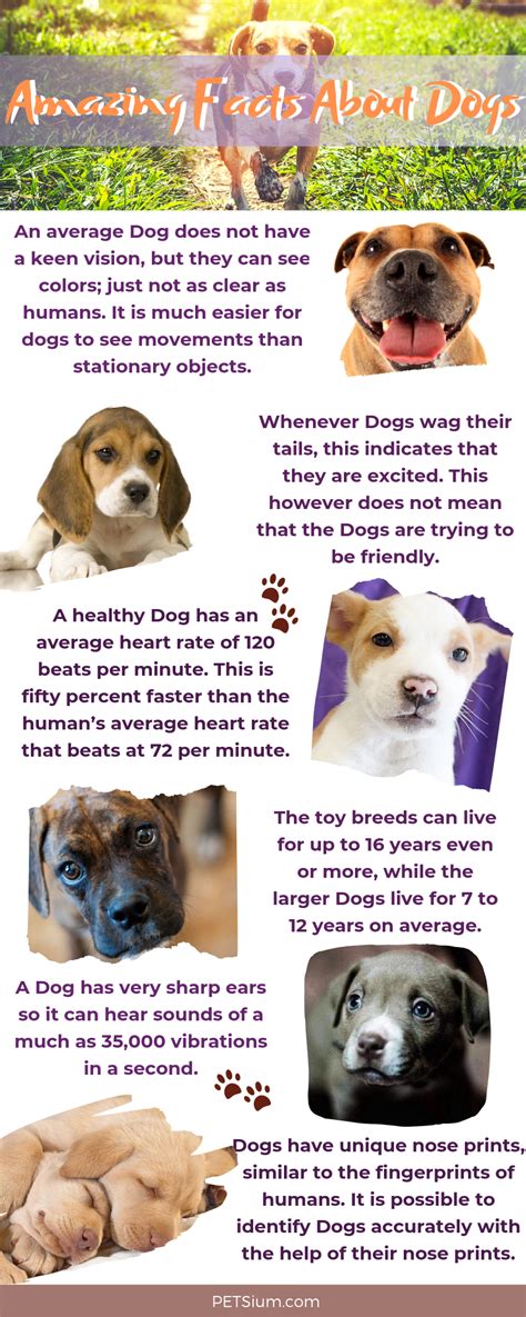 Interesting Dog Facts For Kids And Adults Petsium