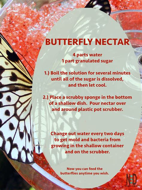 Butterfly Nectar Recipe Nikki Lynn Design