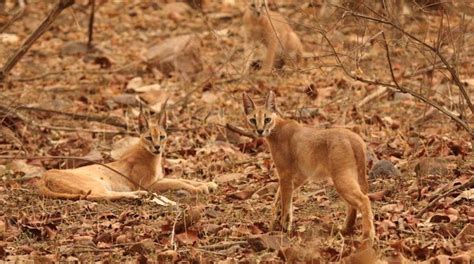 A Pair Of Rare Wild Cat Species Caracal Appeared In Ranthambore