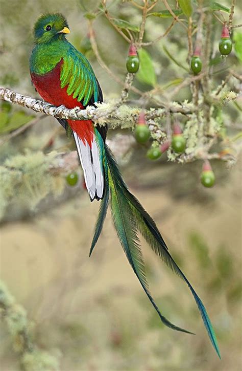 Beautiful Quetzal Bird Image Wallpaper Collections