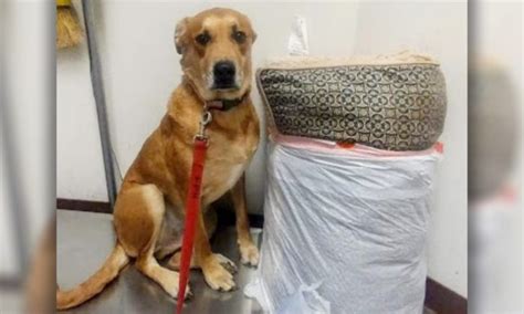 Dog Dumped at Shelter With His Bed And Toys Cause Family Didn't Have ...