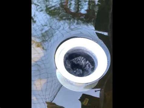After following the proper instructions for winterizing my pool i still ended up with very green water with a lot of algae as can … DIY floating skimmer for fish pond - YouTube