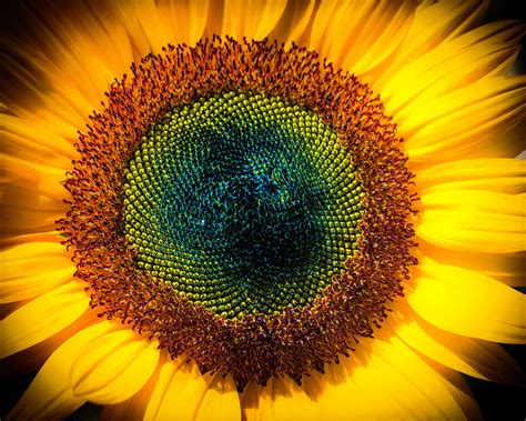 Sunflower Eye Photograph By Erin Musgrave Pixels