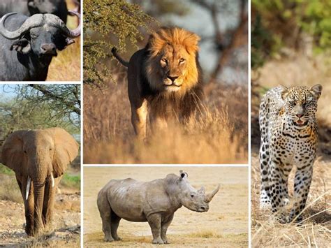 The Big Five Of African Safari