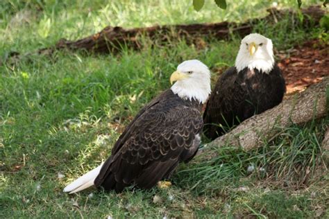 Two Bald Eagles Resting On Ground Free Stock Photo Public Domain Pictures