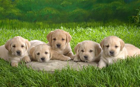 Grass Dogs Nature Green Puppies 1080p Animals Puppy Cute