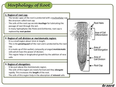 Morphology Of Flowering Plants I Root Stem And Leaf