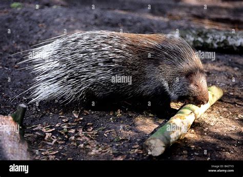 Zoology Animals Mammal Mammalian North African Crested Porcupine