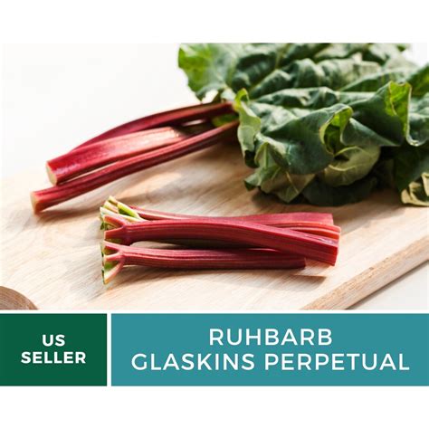 Rhubarb Glaskins Perpetual Heirloom Seeds Gmo Free Rheum