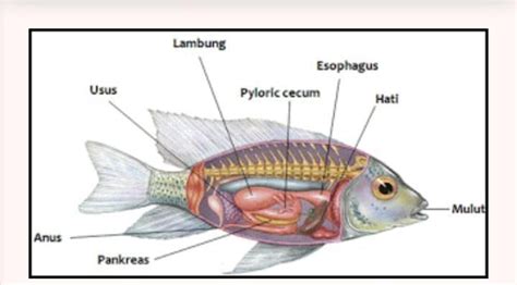 Detail Gambar Sistem Pencernaan Ikan Koleksi Nomer 12