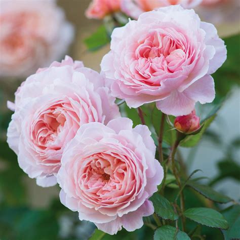 A Shropshire Lad Climbing Roses Type Thornless Roses David