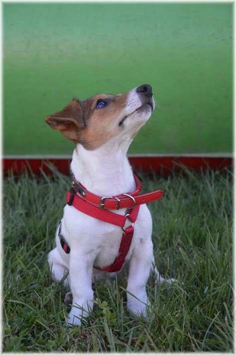 Jack Russell Terrier 4 Free Stock Photo Public Domain Pictures