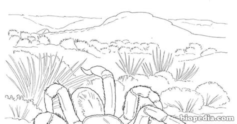 Habitats para colorear | BIOPEDIA