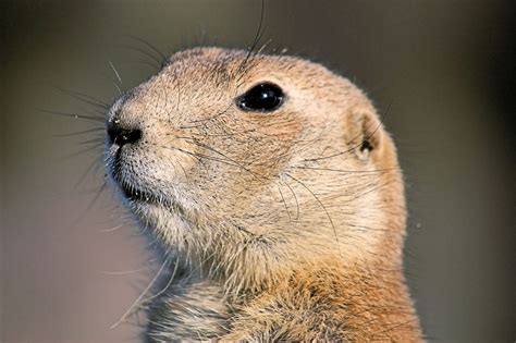 Prairie Dog 3 Free Photo Download Freeimages