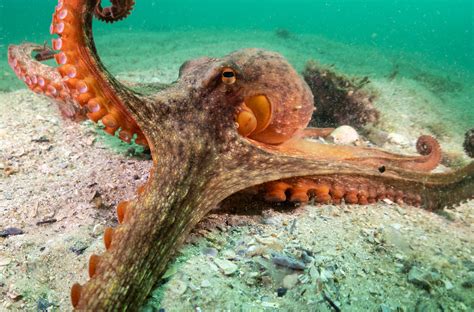 Kraken Octopus Tetricus Marineexplorer Shelly Beach Manl John